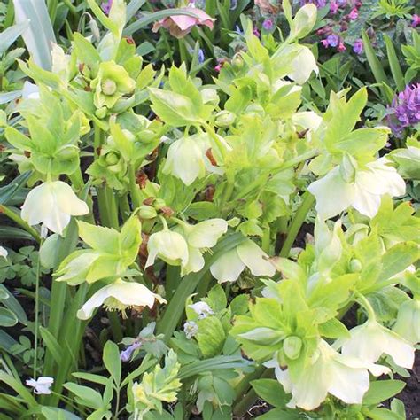 МОРОЗНИК КАВКАЗСКИЙ (лат. Helleborus caucasicus) - Лесосад