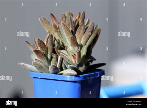 Kalanchoe Tomentosa Chocolate Or Known As Chocolate Pussy S Ears Stock Photo Alamy