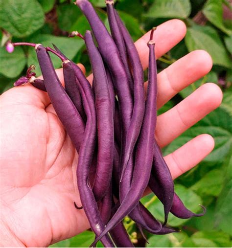 Haricot Rames Mangetout Cosse Violette Plante En Ligne