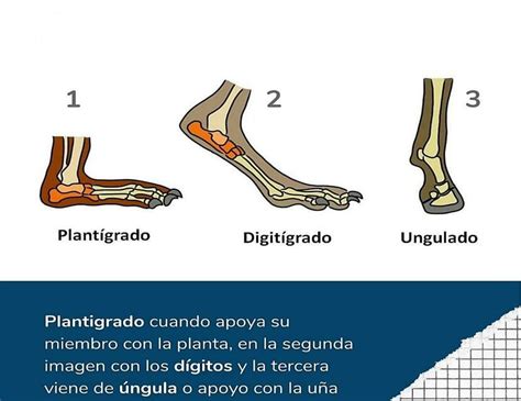 Plantigrado Digitigrado Y Ungulado Fraii Udocz