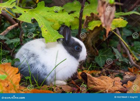 White And Grey Bunny Stock Image Image Of Garden Baby 55278669