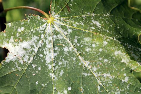 Life Cycle And Management Of Powdery Mildew Grangetto S Farm And Garden Supply