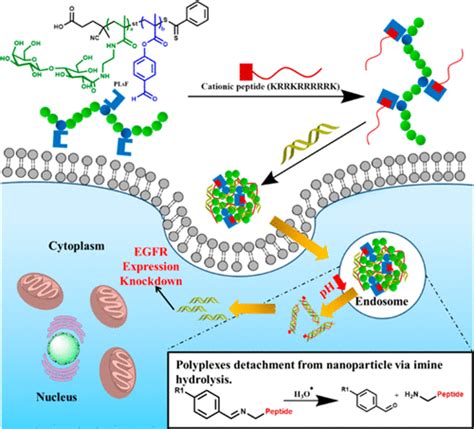 Glycopolymercell Penetrating Peptide Cpp Conjugates For Efficient