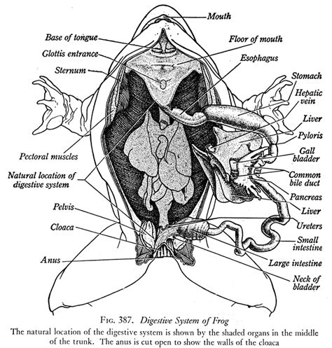 Digestive System The Spring Peeper Frog Resource