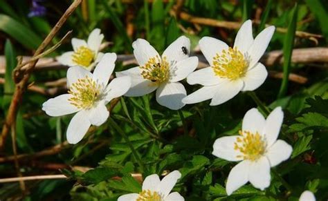 Naturdetektive für Kinder naturdetektive de Pflanzen und Tiere