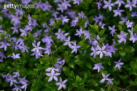 Myrtle Flowers Creeping Myrtle Blue Flowers On A Meadow Soft Focus