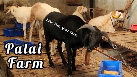 Palai Farm Ke Set Sheep S Available In Lakeview Goat Farm Hyderabad