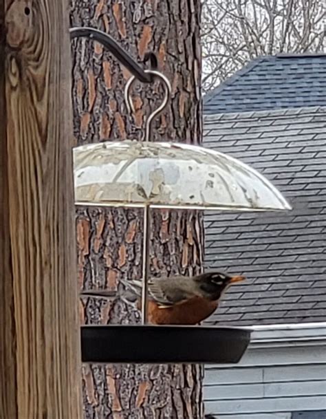 Robin visits my feeder - FeederWatch