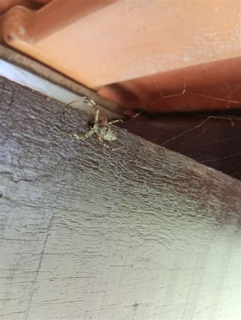 African Hermit Spider from Visconde de Mauá on August 23 2022 at 10 16