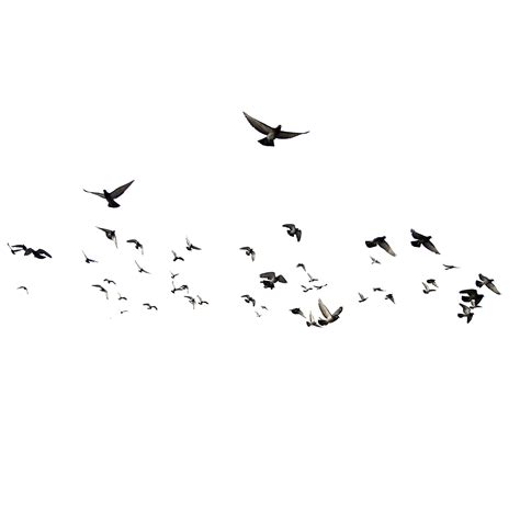 Flock of Birds PNG Free Download