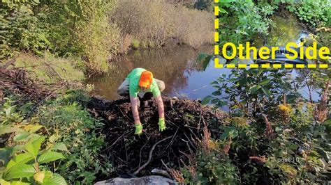 Removing Large Beaver Dam To Drain Flooded Road Unclogging Culvert