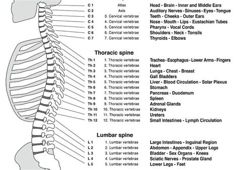 spine chart  numbered vertebrae keski