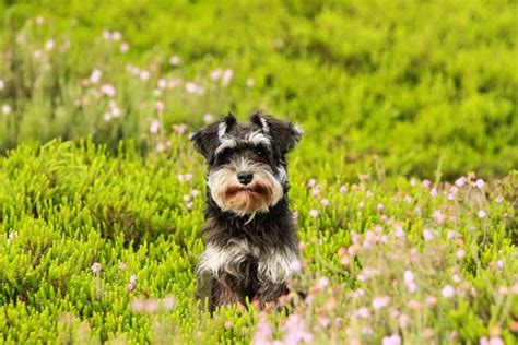 Cortes de pelo para un schnauzer mediano