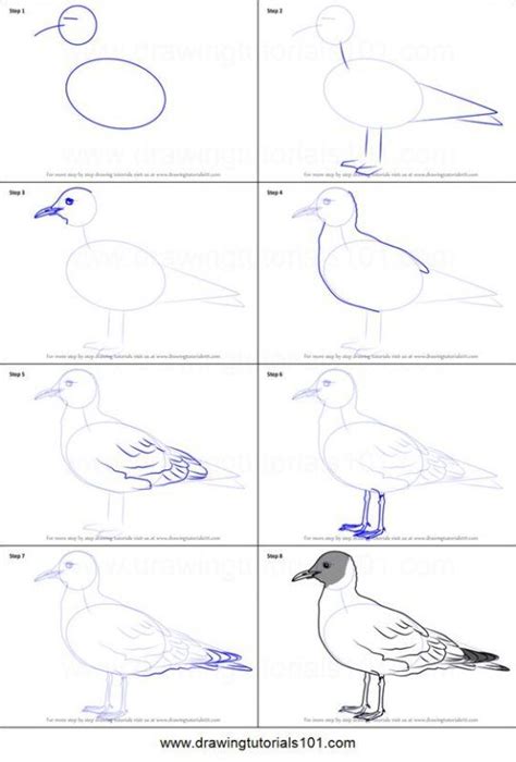 29 tutos dessins d oiseaux étape par étape pour apprendre à dessiner