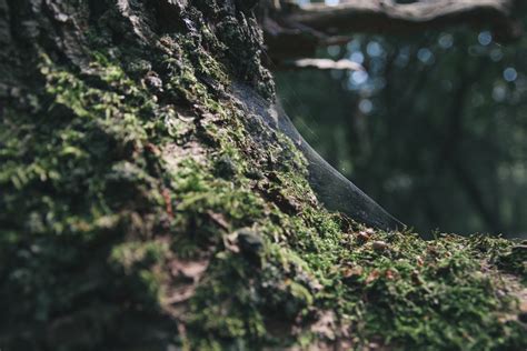 Fotos gratis árbol naturaleza bosque rock desierto rama planta