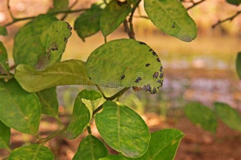 Citrus Melanose Disease On Leaves Stock Photo Image Of Background