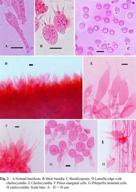 Mycena Chlorophos Facesoffungi Number Fof Faces Of Fungi