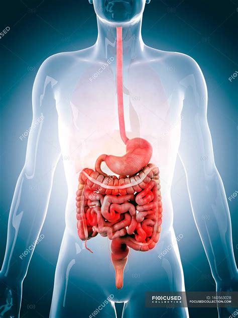 Digestive Tract