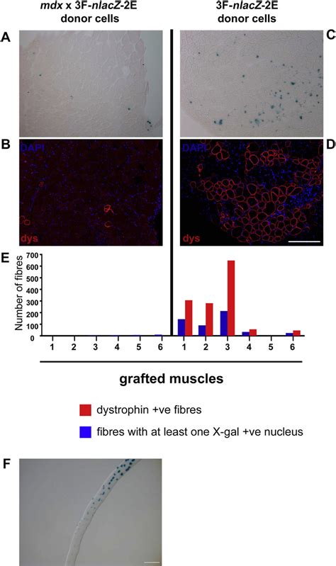 A D Donor Derived Muscle Formation In Host Mice N Whose Right