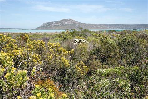 Coastal Fynbos Vegetation By Science Photo Library