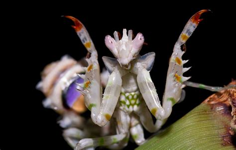 Invertebrate Of The Week 10 Spiny Flower Mantis Pseudocreobotra