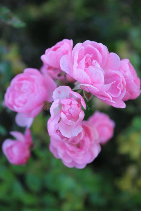 Pink rose in a garden stock image. Image of drops, pink - 102648085