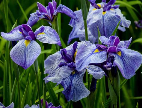 Beautiful Blue Iris Plants Free Photo Download | FreeImages