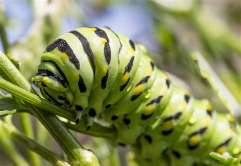 Oruga Escarabajo Insecto Foto Gratis En Pixabay Pixabay