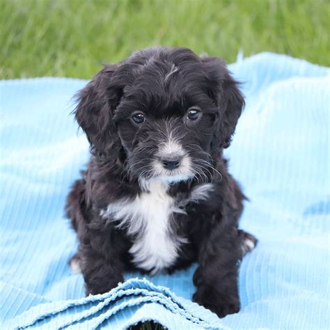 Black and white and all around adorable cavapoo | Cavapoo puppies ...