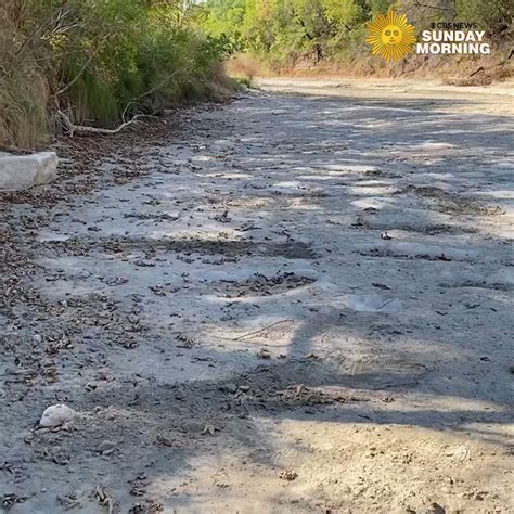 Cbs Sunday Morning 🌞 On Twitter Dinosaur Tracks Have Been Uncovered