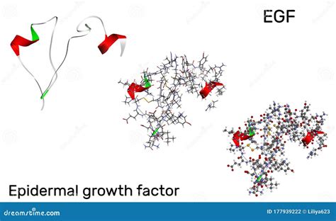 Epidermal Growth Factor Egf Protein Molecule It Is Stimulates Cell