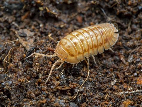 Pill Bug Armadillidium Vulgare Stock Image Image Of Macro Closeup