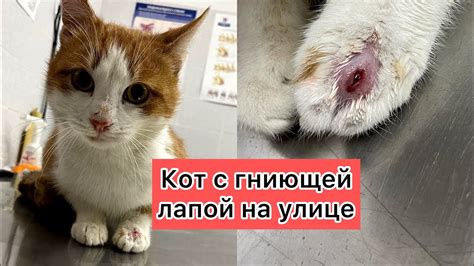 Кот с гниющей лапой на улице - YouTube