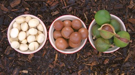 Benefits of Macadamia Nuts - Benefits Of