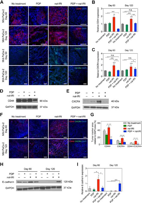 Pdp Suppresses Chemotherapy Induced Enrichment Of Cd And Cxcr