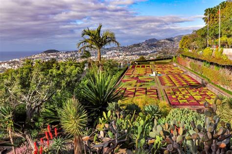 Ogród Botaniczny W Funchal Madera Portugalia Zdjęcie Stock Obraz