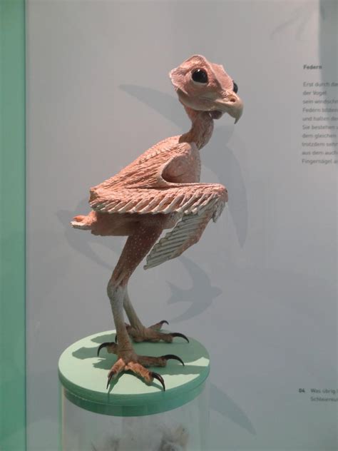 Featherless Hawk