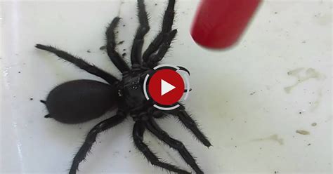 The Scariest Spider On Planet Earth - Video Blog | Evadează