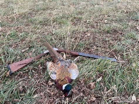 Pheasant Hunting | AfricaHunting.com