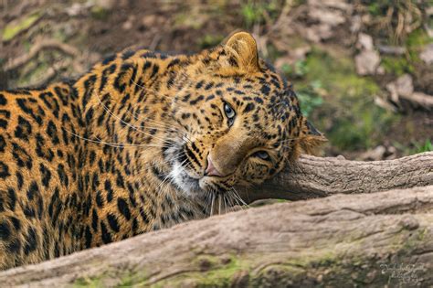 North China Leopard Panthera Pardus Japonensis By Jindřich Pavelka