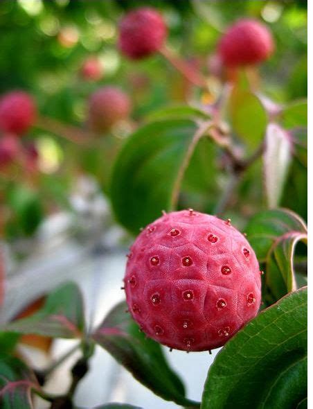 Dogwood Tree Fruit