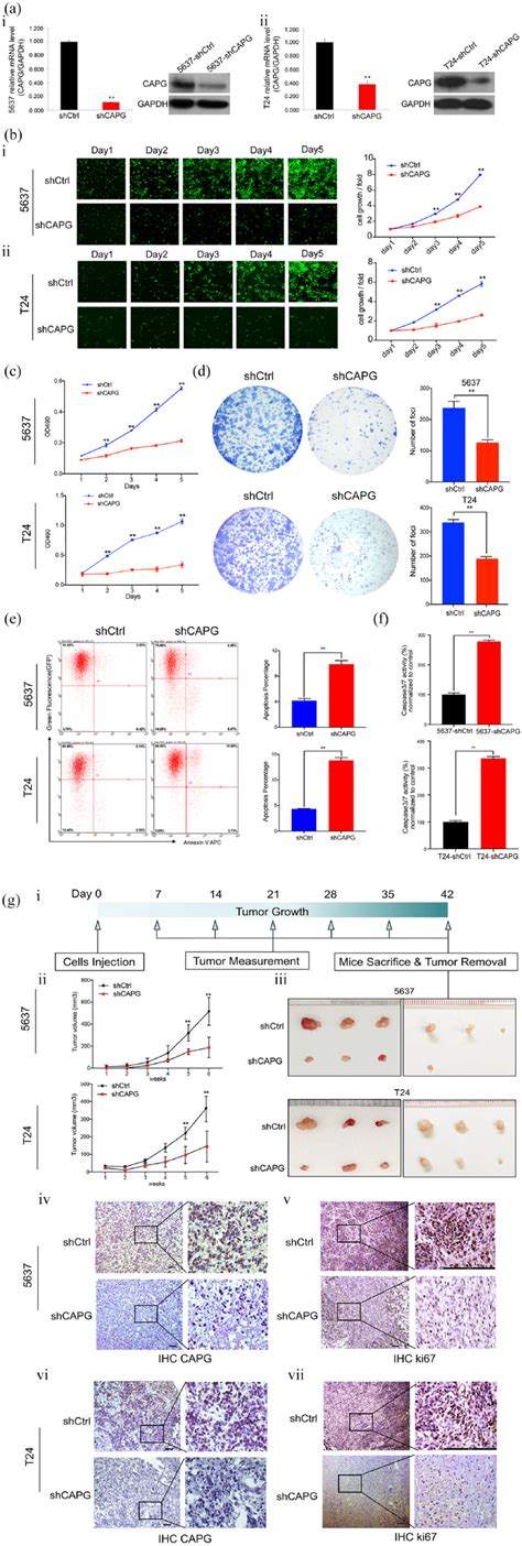 Capg Knockdown Attenuated Tcc Cells Tumorigenic Ability A Qrt Pcr Download Scientific