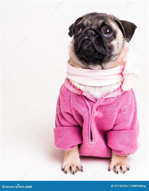 Pretty Pug In Pink Stock Photo Image Of Puppy Cute 27145726