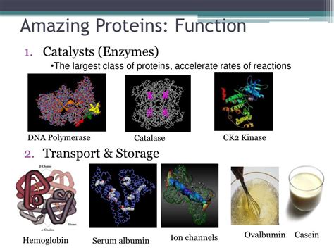 Ppt Proteins Structure And Function Powerpoint Presentation Free