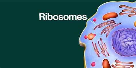 Ribosomes Function In Plant Cell - Plant Ideas