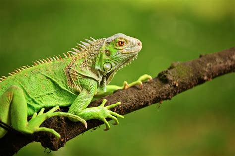 How To Get Rid Of Iguanas Catseye Pest Control