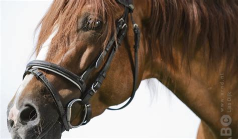 Wat Te Doen Met Een Kopschuw Paard Bit Cap