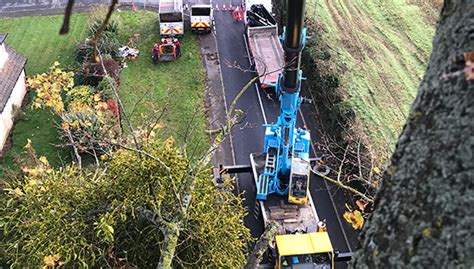 Tree Surgeons In Kent And Local Area Broadleaf Tree Surgery