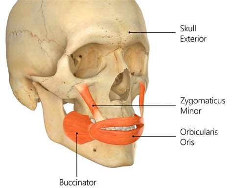 Zygomaticus minor muscle - Origin, Insertion, Function, Exercise