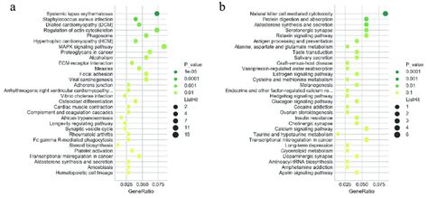 KEGG pathway analysis of differentially expressed genes. (a) KEGG ...